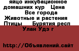 яйцо инкубационное домашних кур › Цена ­ 25 - Все города Животные и растения » Птицы   . Бурятия респ.,Улан-Удэ г.